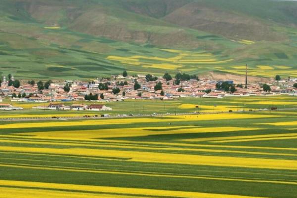 青藏地区发展什么农业