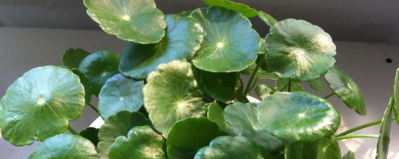 直接用淘米水养铜钱草可以吗