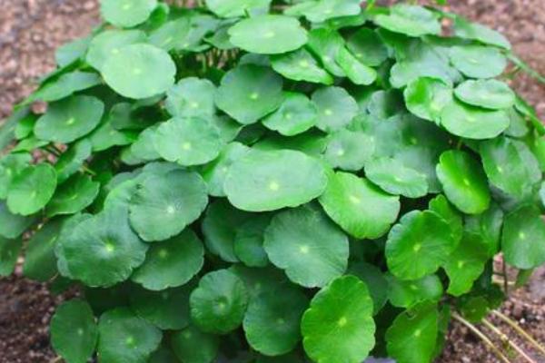 直接用淘米水养铜钱草可以吗