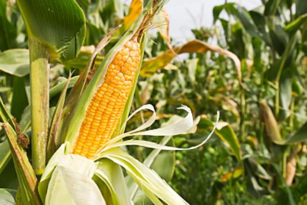 玉米种地里4天了浇水可以吗