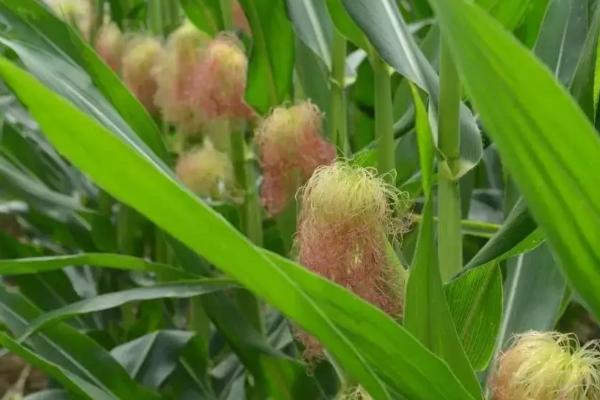 玉米种地里4天了浇水可以吗