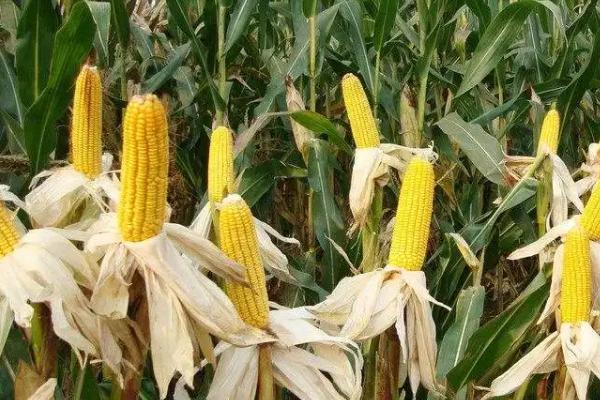 玉米种地里4天了浇水可以吗