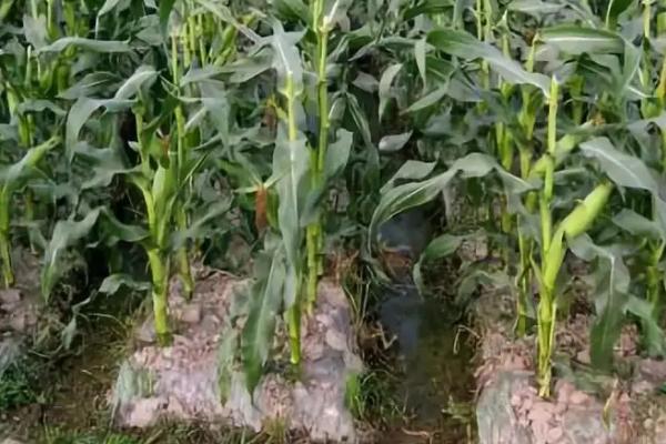 玉米刚种上能浇水吗