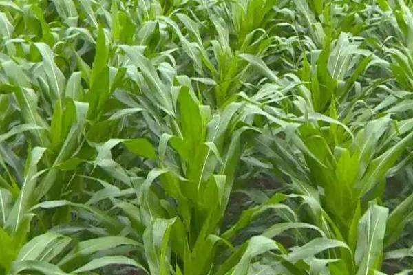 玉米刚种上能浇水吗