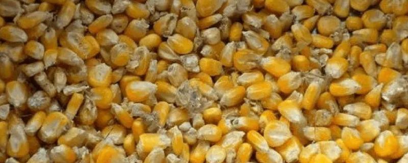 泡玉米配方钓鲤鱼草鱼