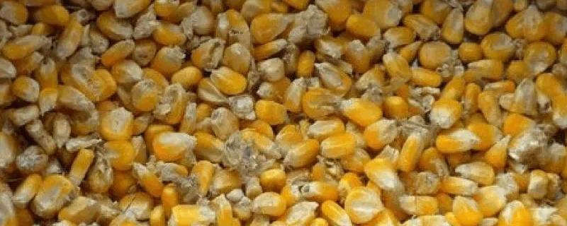 新鲜玉米能直接钓鱼吗