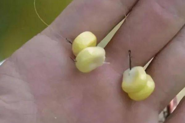 泡玉米配方钓鲤鱼草鱼