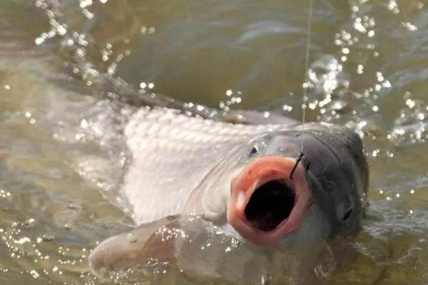 夜钓草鱼用玉米还是饵料