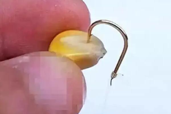 夜钓草鱼用玉米还是饵料