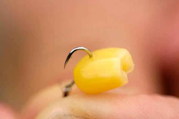 夜钓草鱼用玉米还是饵料