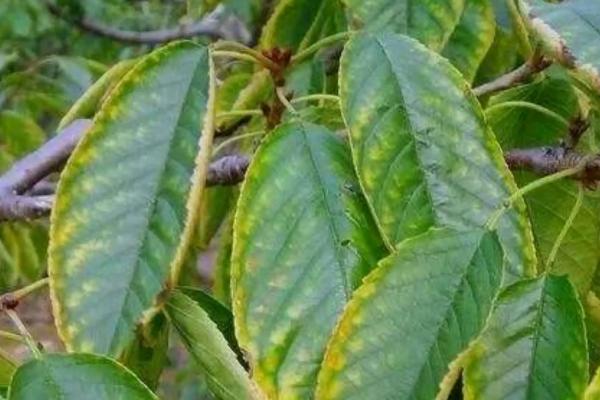 钾肥磷肥氮肥的作用