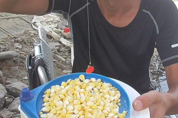 冬天用嫩玉米钓鱼好吗