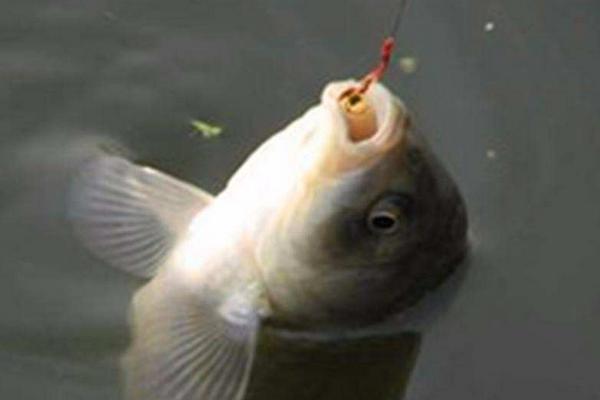 冬天用嫩玉米钓鱼好吗