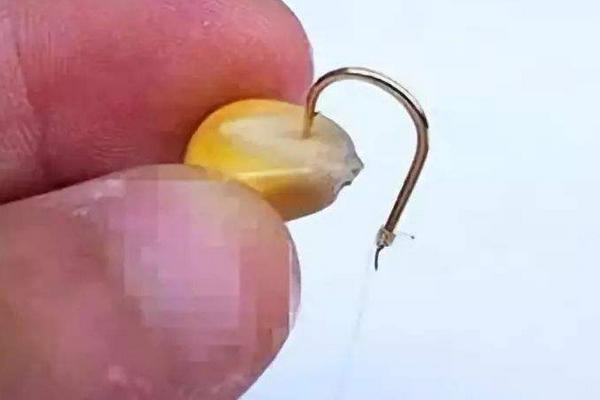 冬天用嫩玉米钓鱼好吗