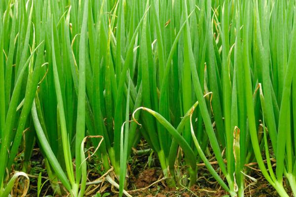 大葱喜欢什么肥料