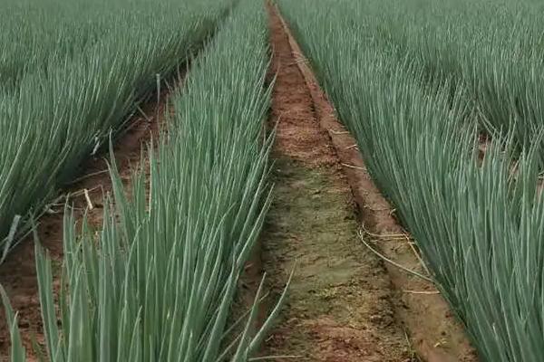 大葱喜欢什么肥料