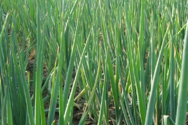 大葱喜欢什么肥料