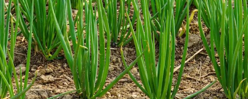 葱喜欢什么肥料