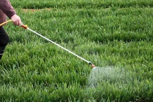 吡虫啉为什么不能和磷酸二氢钾混用