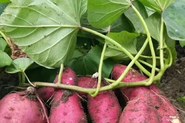 红薯用什么繁殖