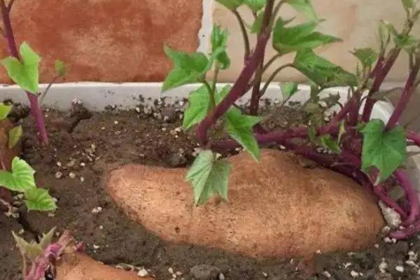 红薯用什么繁殖