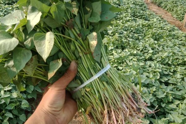 红薯用什么繁殖