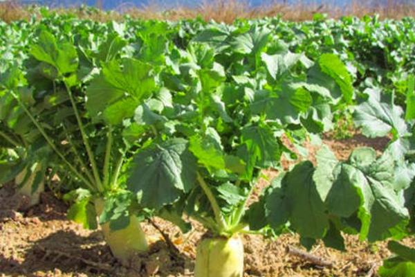 不适合萝卜栽培的土壤