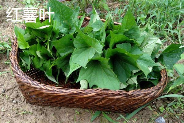 空心菜和红薯叶的区别