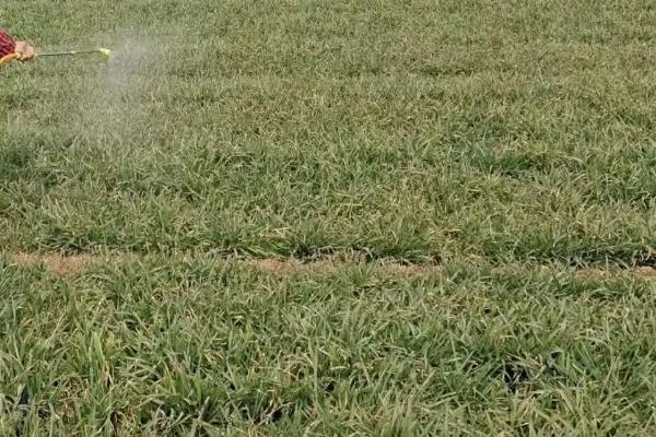 硼肥和磷酸二氢钾可以混用吗