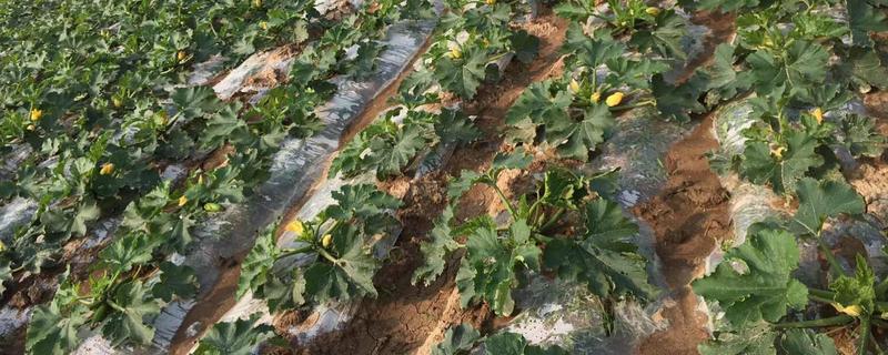 露地西葫芦几月份种植