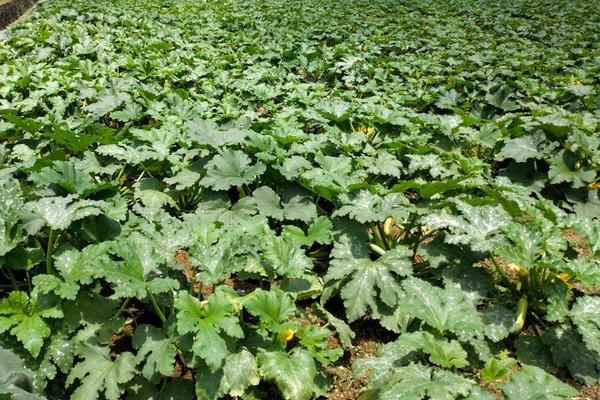 露地西葫芦几月份种植