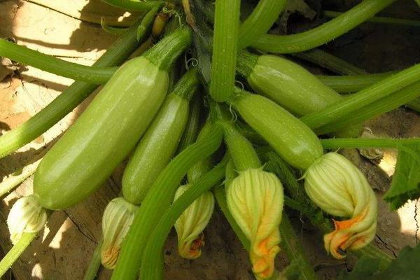 露地西葫芦几月份种植