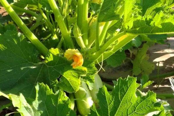 露地西葫芦几月份种植