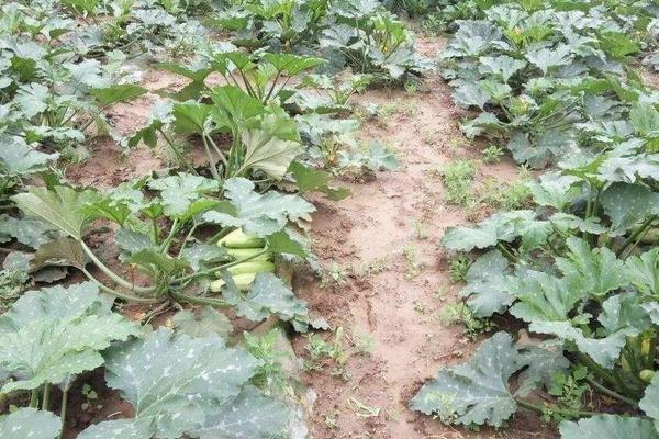 露地西葫芦几月份种植