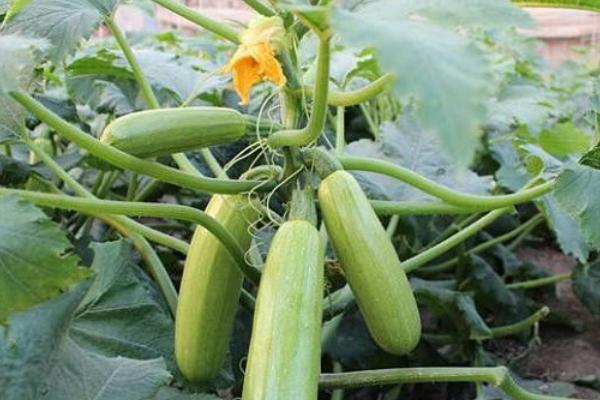 西葫芦从种植到采摘要多少天