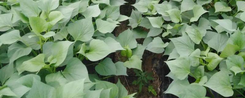 红薯苗对土壤要求