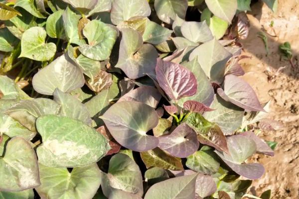 红薯苗对土壤要求