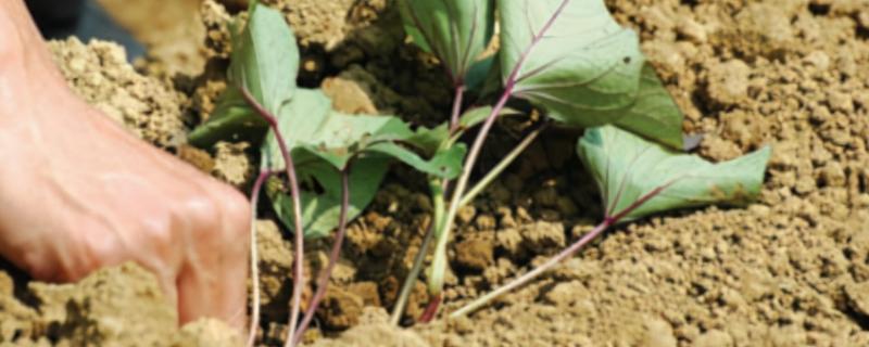 红薯苗入土多深