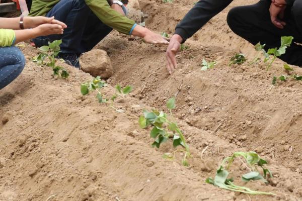 红薯苗入土多深