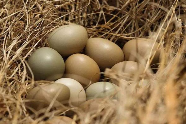 山鸡蛋孵化多少天