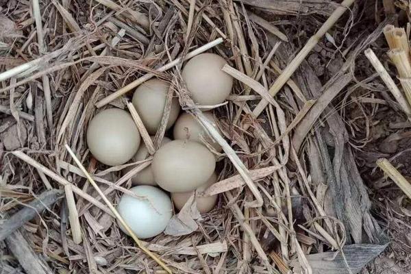山鸡蛋孵化多少天