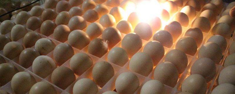 鸡蛋孵化温度和湿度