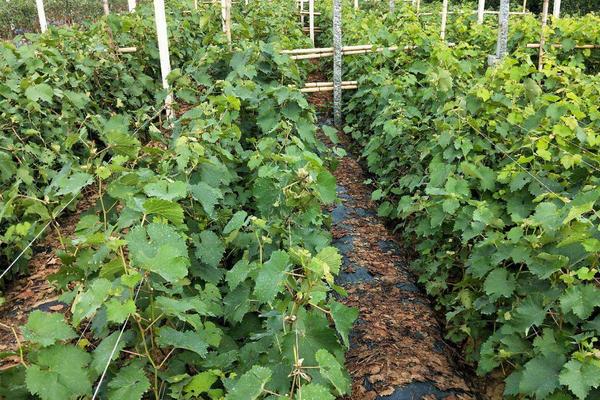 蓝宝石葡萄苗适合什么地方种植