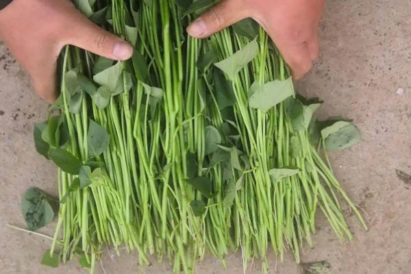 红薯苗出土几天能剪栽