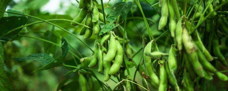 大青豆几月份播种