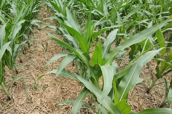 玉米长多高可以施肥