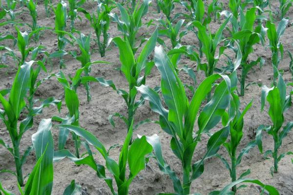 玉米一株有几个玉米棒