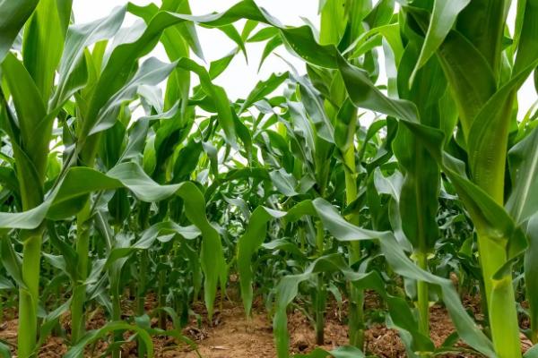 玉米一株有几个玉米棒