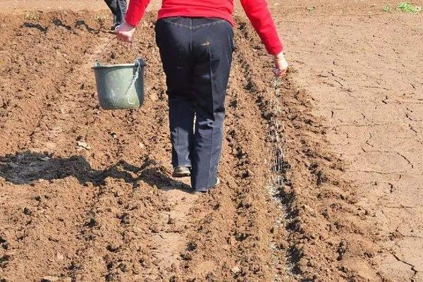 种花生需要什么肥能高产