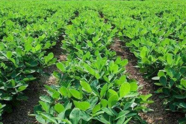 花生肥氮磷钾配方